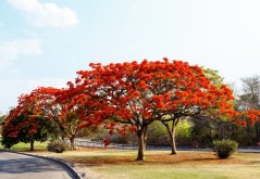 Hořící strom Delonix regia s červeno-oranžovými květy roste na travnaté ploše u silnice, široká koruna s charakteristickými větvemi