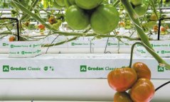 GRODAN Classic NG2,0 pěstební rohož z bílého materiálu s černými drenážními otvory, na které rostou červená a zelená rajčata v hydro