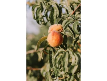 Cum să tai pomii fructiferi