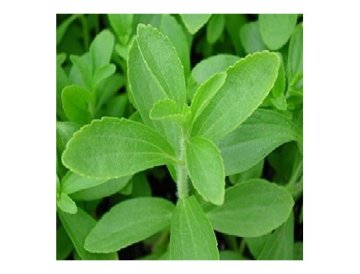 Stevia - sötare och hälsosammare än socker