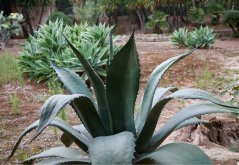 Agáve salmiana (Agave salmiana) 10 semen