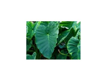 Eetbare colocasia - ook wel taro genoemd