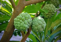 Anona šupinatá - Láhevník (Annona squamosa) 7 semen