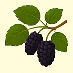 Exotická semena podle účelu využití – okrasná, léčivá i jedlá