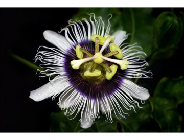 Passionsblomma eller maracuja