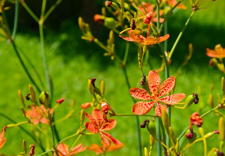 Angínovník čínský (Belamcanda chinensis) 5 semen