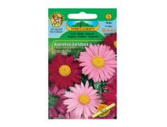 Kopretina šarlatová - mix