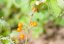 Orinocké jablko (solanum sessiliflorum) 10 semen