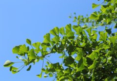 Zelené dvoulaločné listy jinanu dvoulaločného (Ginkgo biloba) na větvích proti modrému nebi, charakteristický tvar listů připomínající vějíř
