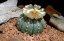 Flor blanca de cactus Asterias con centro naranja, cactus verde redondo con copos blancos que crece en entorno natural entre piedras