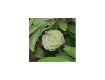 Annona squamosa - Pomme-cannelle