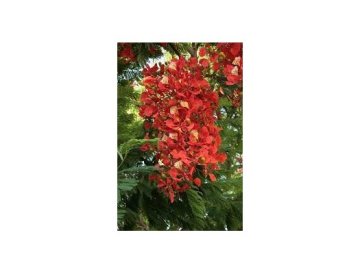 Delonix regia