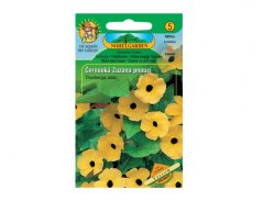 Černooká Zuzana (Thunbergia alata) 12 semen
