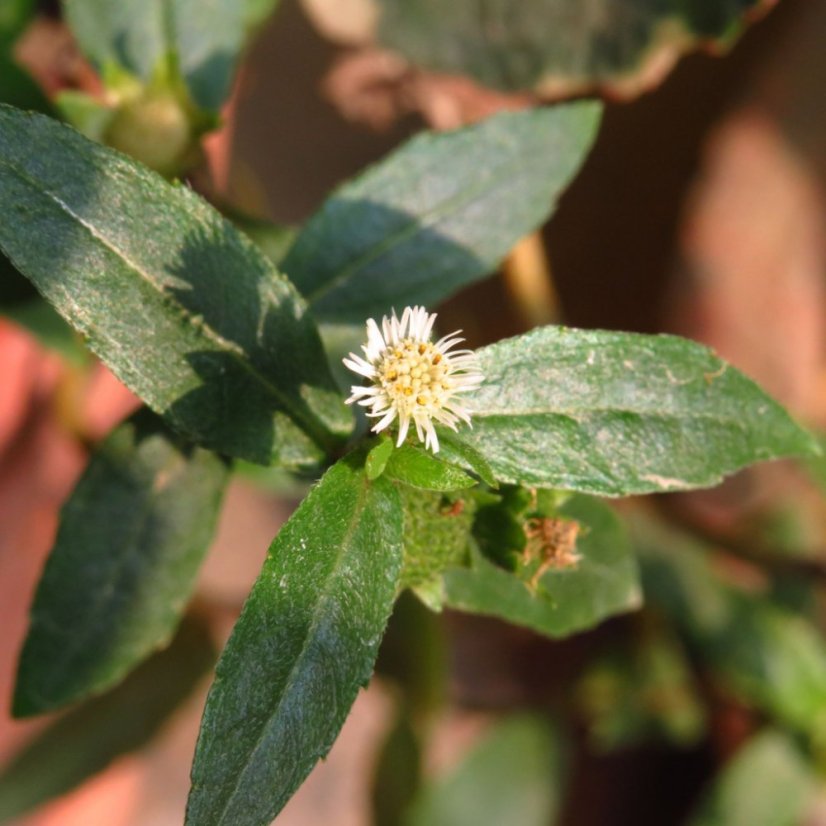 Detail bílého drobnéh květu s žlutým středem na zelených listech rostliny bhringraj používané pro výrobu tradičního ajurvédského bylinného oleje