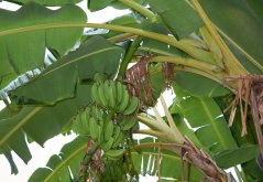 Banánovník sněhový (Musa sikkimensis) 5 semen