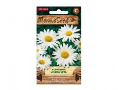 Kopretina velkokvětá (Leucanthemum maximum)