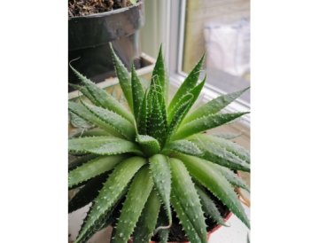 Den äkta Aloe är bara en - Aloe vera