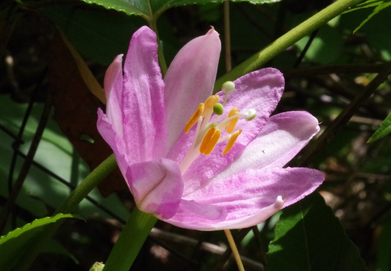 Mučenka banánová (Passiflora mollissima) 5 semen