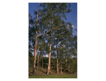 Eucalyptus (Eucalyptus)