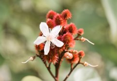 Detalle de flor de Carthamus tinctorius con pétalos blancos y frutos rojos peludos en ramas Detalle de flor de Carthamus tinctorius con pétalos blancos y frutos rojos peludos en ramas