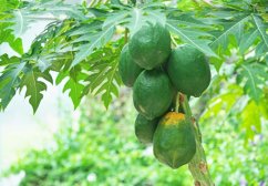 Papája melounová (Papaya carica) 4 semena