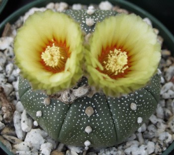 Dos flores de cactus Astrophytum asterias con pétalos amarillos y centro rojo, cactus verde redondo con características motas blancas
