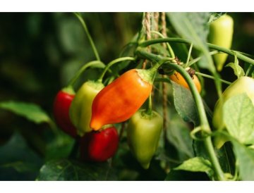 Vad som kan drabba paprika - vinn kampen mot sjukdomar och skadedjur