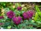 Monarda