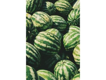 Jak pěstovat melouny na zahradě