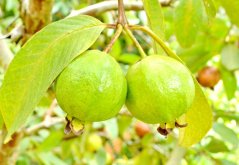 Vihreät kypsymättömät guavahedelmat oksalla, pitkine vaaleanvihreine lehdineen, trooppinen hedelmä kasvamassa puussa