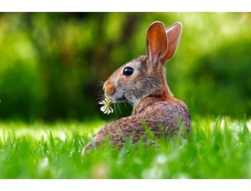 El césped necesita nutrientes. ¡No olvide abonar!