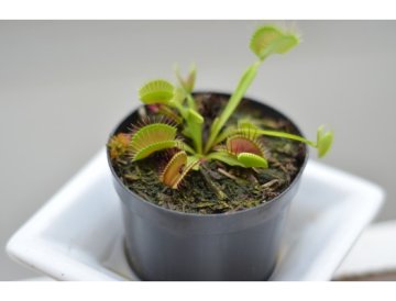 Mäsožravé rastliny - mucholapka Mucholapka (Dionaea muscipula) je fascinujúca mäsožravá rastlina, ktorá si získala srdcia pestovateľov po celom svete. Táto jedinečná rastlina pochádza z vlhkých oblastí Severnej aj Južnej Karolíny v USA a patrí medzi najznámejšie druhy hmyzožravých rastlín. Ako funguje mucholapka Mucholapka disponuje sofistikovanýmловeckým mechanizmom. Jej listy sú modifikované na pasce v tvare lastúr, ktoré sa pri dotyku hmyzu bleskovo zatvoria. Na vnútornej strane listov sa nachádzajú citlivé senzorové chlpy - keď hmyz aktivuje dva rôzne chlpy, alebo jeden chĺpok dvakrát v priebehu 20 sekúnd, pasca sa zatvorí. Pestovanie mucholapky Pre úspešné pestovanie mucholapky dodržujte tieto základné pravidlá: Substrat: Využívajte výhradne kyslý substrát bez živín - ideálna je zmes rašeliny a perlitu v pomere 2:1 Voda: Zalievajte len destilovanou alebo dažďovou vodou, nikdy nie vodou z vodovodu Svetlo: Mucholapka potrebuje minimálne 4-6 hodín priameho slnečného svetla denne Vlhkosť: Udržujte substrát stále mierne vlhký, ideálne ponornou metódou Teplota: V lete 20-30°C, v zime potrebuje chladné prezimovanie pri 2-10°C Zimný spánok Mucholapka je rastlina mierneho pásma a v zime potrebuje obdobie dormantnosti (pokoja). V tomto období rastlina zhodia väčšinu listov a rastie veľmi pomaly. Toto obdobie je pre jej zdravý vývoj kľúčové - bez zimného spánku rastlina postupne slabne a môže zomrieť. Kŕmenie mucholapky Mucholapka dokáže chytiť hmyz sama, ale pri pestovaní v interiéri ju môžete občas prikŕmiť: Používajte len živý hmyz (mušky, komáre, pavúky) Hmyz by mal byť maximálne tretina veľkosti pasce Kŕmte len zdravé, otvorené pasce Stačí 1-2 pasce raz za mesiac v rastovej sezóne Nikdy nepoužívajte mäso ani mŕtvy hmyz Časté problémy a riešenia Čiernajúce pasce: Prirodzený proces po odchytení koristi alebo na konci životného cyklu listu. Odstráňte až keď sú úplne suché. Pasca sa nezatvára: Môže byť vyčerpaná z častého zatváraňa (každá pasca sa môže zatvoriť len 3-5× pred odumretím), nedostatok svetla alebo živín. Pomalý rast: Skontrolujte kvalitu vody, množstvo svetla a či rastlina nepotrebuje prezimovanie. Rozmnožovanie Mucholapku môžete rozmnožovať niekoľkými spôsobmi: Delenie trsov: Najjednoduchší spôsob - pri presádzaní rozdeľte väčší trs na menšie časti Listové rezky: Odstrihnite celý list pri báze a zasaďte ho do substrátu Semená: Náročnejší spôsob vyžadujúci trpezlivosť - klíčenie trvá 2-4 týždne Zaujímavosti Dionaea muscipula je jediný druh svojho rodu a patrí medzi najrýchlejšie pohybujúce sa rastliny na svete - pasca sa zatvorí za menej ako 0,1 sekundy. Rastlina dokáže rozlíšiť medzi živou korisťou a náhodným podnetom, ako je dážď alebo padajúce lístie. Pri správnej starostlivosti sa mucholapka môže dožiť až 20 rokov a stáva sa fascinujúcim spoločníkom pre všetkých milovníkov neobvyklých rastlín.