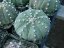 Varios cactus jóvenes Astrophytum asterias en macetas negras, formas verdes redondas con copos blancos y patrón estriado característico