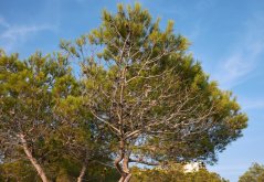 Borovice těžká (Pinus ponderosa) 7 semen