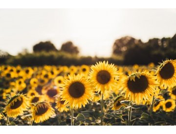 Girasoles de color amarillo brillante y rojo