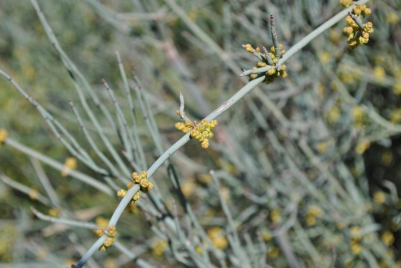 Chvojník křehký (ephedra fragilis) 8 semen