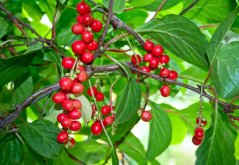 Bayas rojas de schisandra china colgando de ramas con grandes hojas verdes ovaladas, frutos maduros de kadsura en planta viva