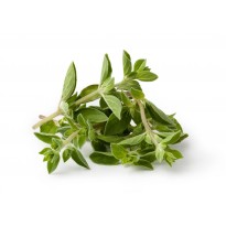 Oregano - Novinka