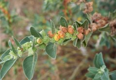 Ženšen Indický (Withania somnifera) 10 semen