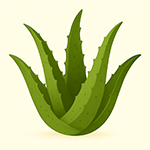 Aloe