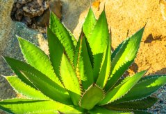 Vihreä mehikasvikasvi Agave horrida terävine hammastettuine lehtiineen kasvaa kivien välissä luonnonympäristössä Vihreä mehikasvikasvi Agave horrida terävine hammastettuine lehtiineen kasvaa kivien välissä luonnonympäristössä