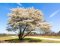 muchovník kanadský - Amelanchier canadensis