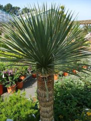Giovane Yucca Thompson con denso fascio di foglie verdi rigide che crescono dalla parte del fusto, coltivata in vivaio tra altre piante