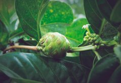 Noni citrusolistá (Morinda citrifolia) 7 semen