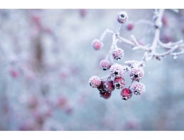 Calendrier du jardin - janvier