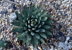 Agave palmeri kompaktine tummanvihreine mehevine lehtiruusukkeineen kasvamassa kivikovassa maaperässä Agave palmeri kompaktine tummanvihreine mehevine lehtiruusukkeineen kasvamassa kivikovassa maaperässä