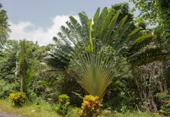 Mladá strelície madagaskarská se zelenými vějířovitými listy rostoucí v zahradě mezi dalšími tropickými rostlinami pod zatažením oblohou