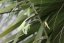 Puja mirabilis (Puya mirabilis) 7 semen