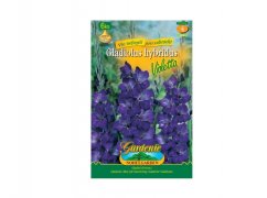 Gladiolus VIOLETTA 6ks