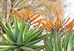 Aloe spectabilis con flores naranjas - hojas carnosas verdes con disposición típica en roseta y llamativas inflorescencias naranjas